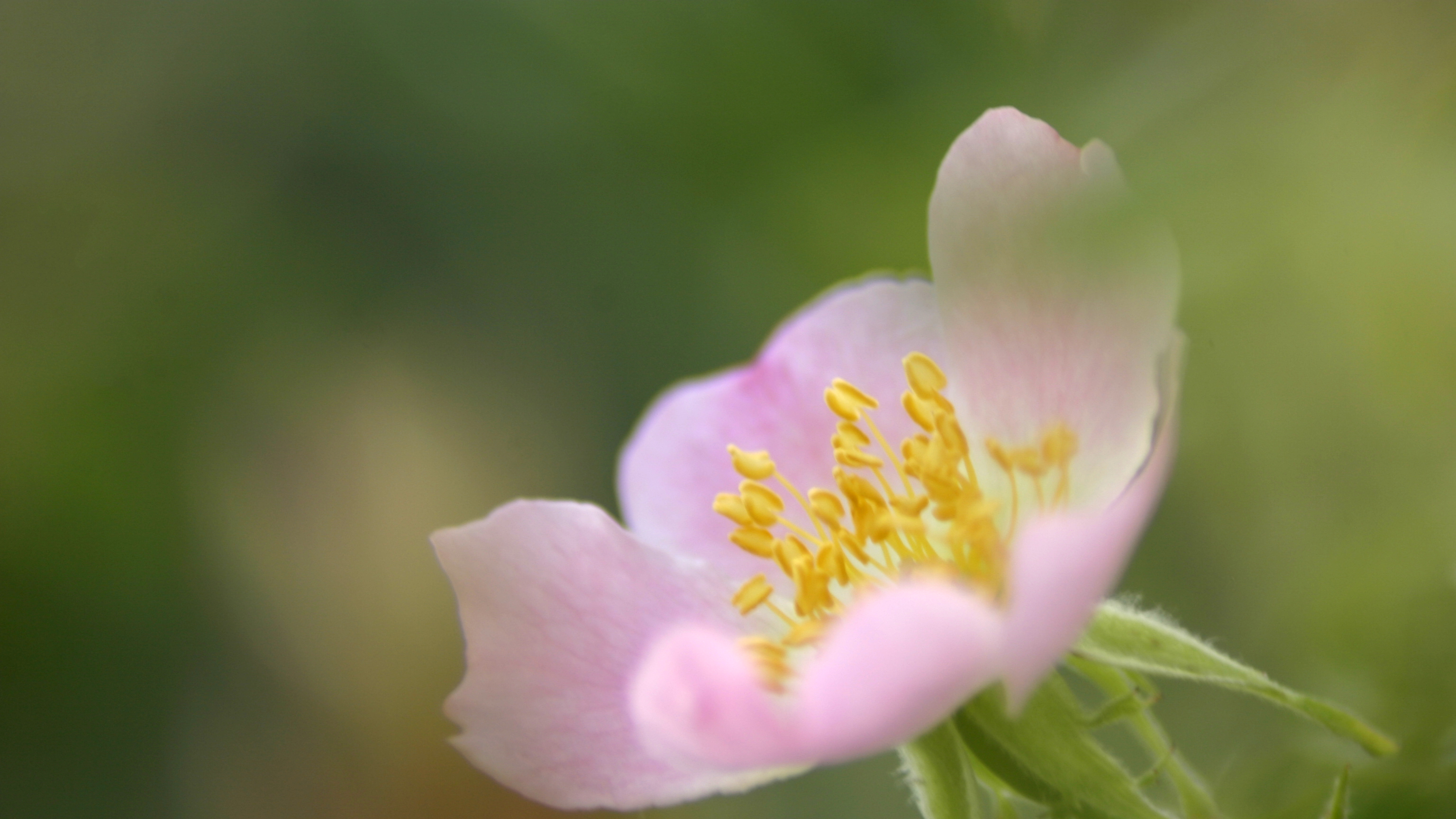 Rosa Salvaje